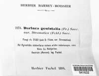 Darluca genistalis image